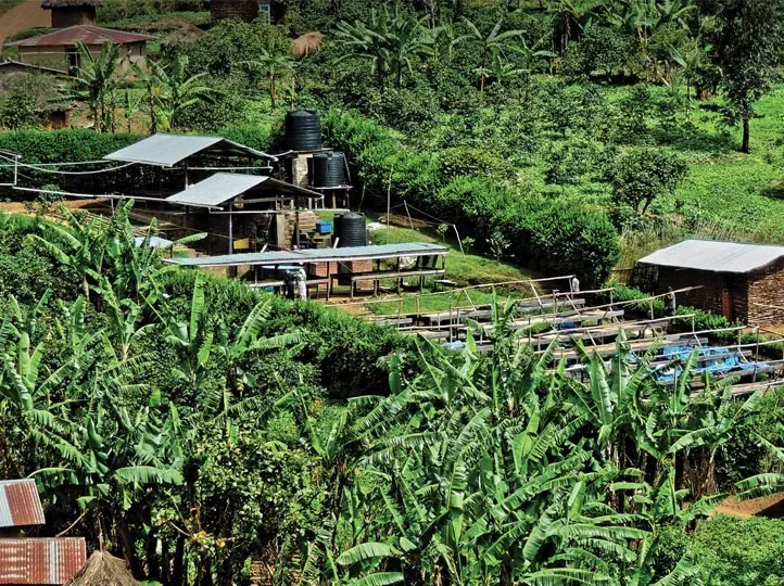 Kivu Green